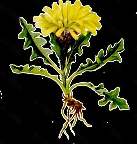 手绘一株带根黄色野菊花透明植物素材