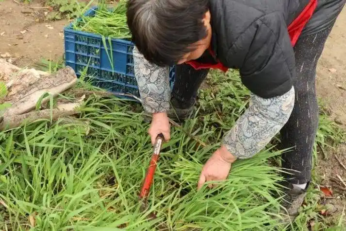 做青团最关键的就是青汁,在嘉定地区,制作青团多取浆麦草.