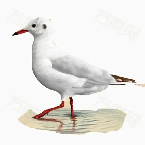 红嘴鸥彩绘素材图片_卡通手绘_502*502px_编号3500014_png格式_万素网