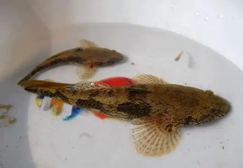 农村这种"趴地虎",价格越来越贵,90元一斤不好买:已成稀罕货