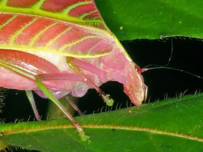 国外奇葩昆虫鉴赏姬叶螽