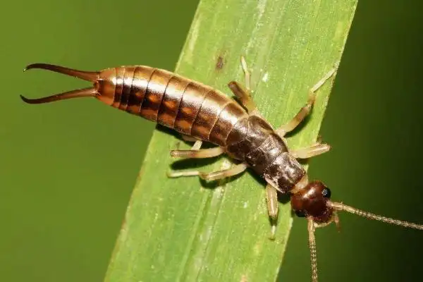 红虫,蠕虫,线虫,夏虫,蛲虫,眼虫,蛊虫,木虫,虫孽,丝虫,虫鸟,恙虫,粘虫