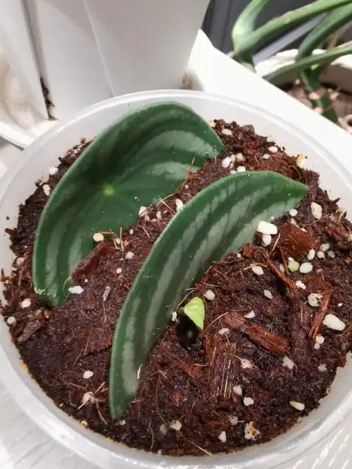 是值得的小小的太可爱了绿鹅现在站了c位,希望你再接再厉哈最近散尾葵