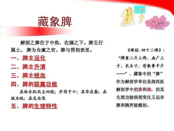 藏象脾ppt