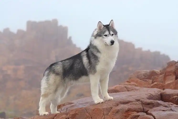 西伯利亚哈士奇