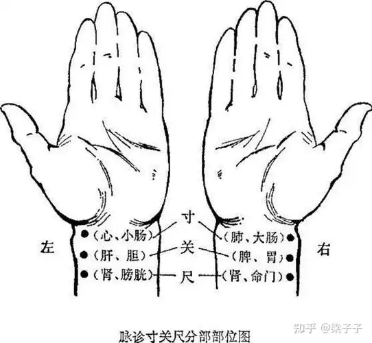 中医学习进阶诊脉心法