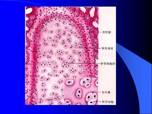 软骨,骨,肌组织ppt