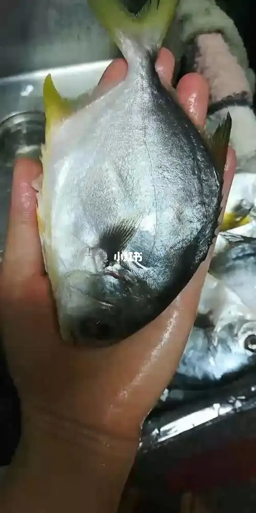野生小金鲳鱼