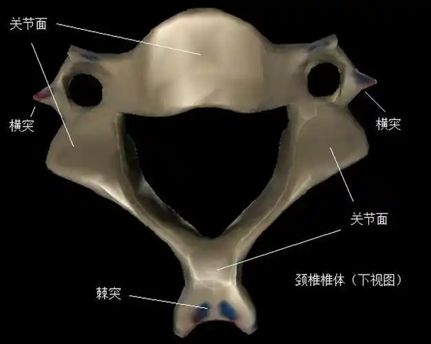 人体骨骼结构示意图(颈部的骨骼和关节构成)(5)