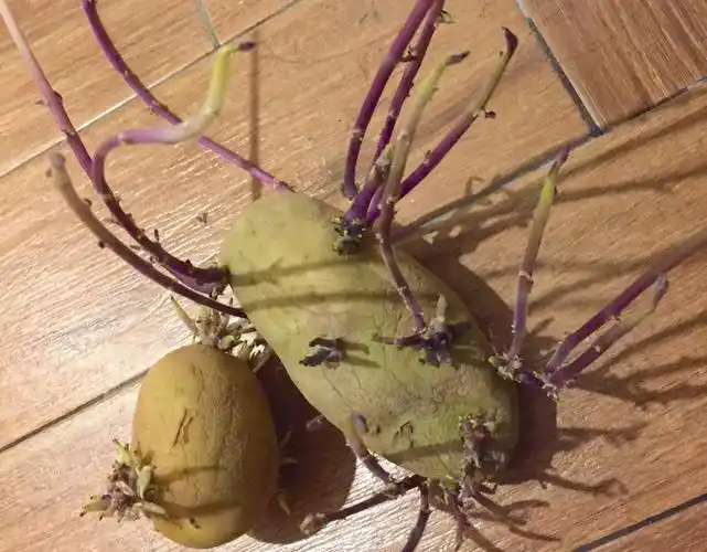 朴素的一锅炖,红烧三素.