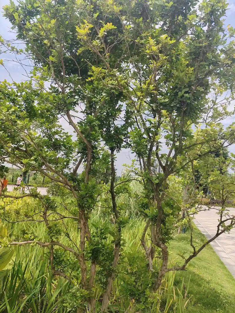 九里香,又称金盏银台,常绿乔木,花白色.原产于中国南方