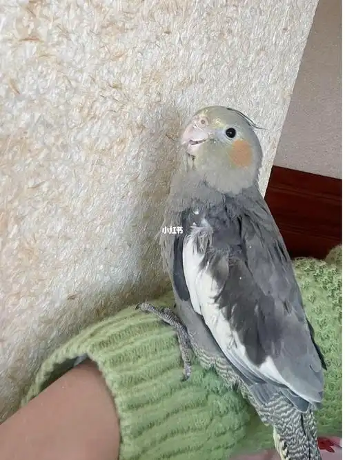 原始灰玄凤怎么分公母