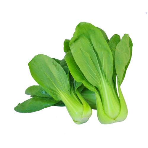 新鲜蔬菜油菜实物摄影图片