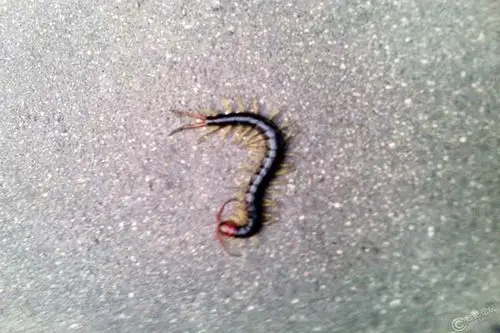 家里有蜈蚣是什么原因家里有蜈蚣是什么预兆家里有蜈蚣怎么办能根除