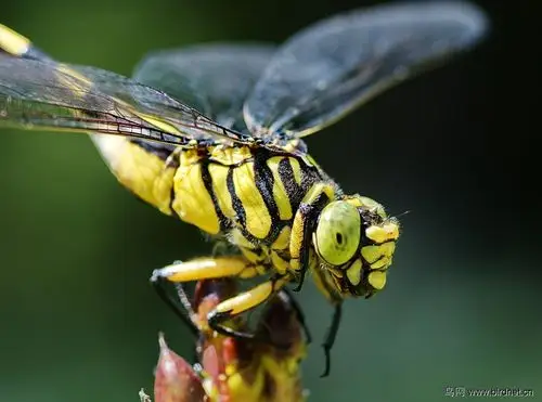 昆虫一老虎蜻蜓[微距]