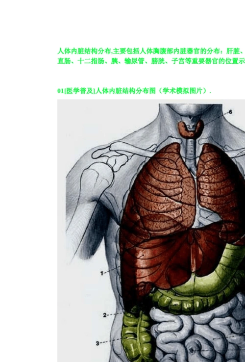 人体内脏结构人体全息示意图