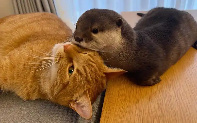 水獭:猫咪?不!这是我的枕头!