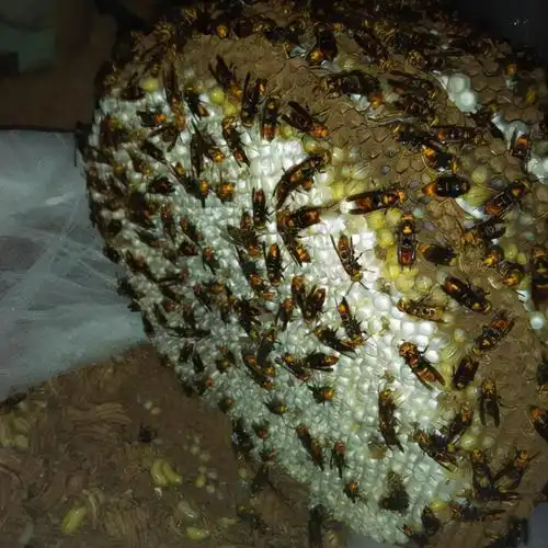 蜂蛹多少钱一斤(胡蜂)