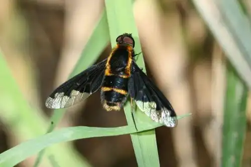 广而告之中国蜂虻科昆虫原色图鉴照片征集