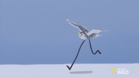 雪鸮,你真的是猛禽吗?