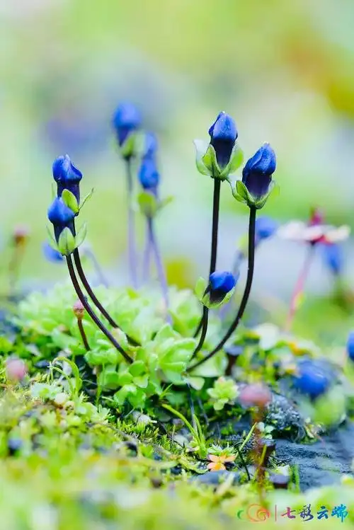 雪山上的格桑花美景(是迪庆高山峡谷里的)(14)