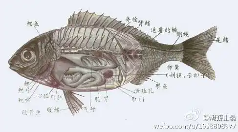 鲫鱼解剖图!