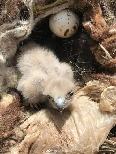 小鹰几天不见长大了很多但是少了一个蛋能上我想一个月