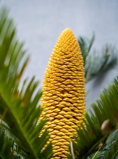 铁树开花 凤尾铁 凤尾松 凤尾铁 苏铁   凤尾蕉 避火蕉 凤尾松 铁树