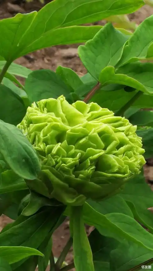 景山公园里唯二的绿牡丹