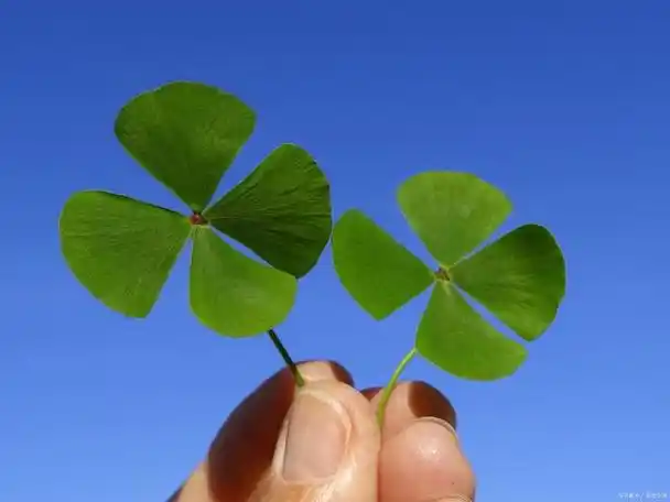 幸运草寓意象征与美好祝愿