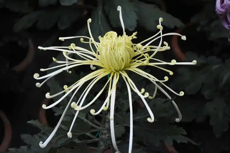 各色菊花种类繁多,据说有4000多种,花瓣形态各异,像针,像丝,像爪,像钩