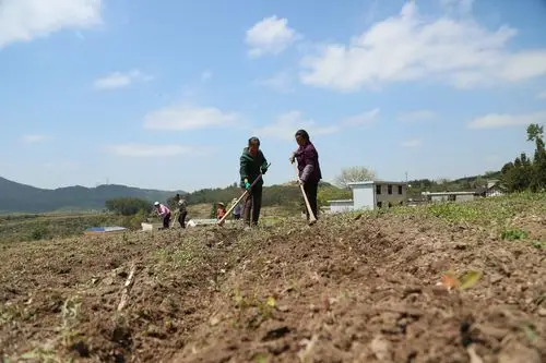 花京村群众在进行茶苗管护
