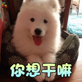 萌宠狗萨摩亚你想干嘛搞怪soogifsoogif出品gif动图_动态图_表情包