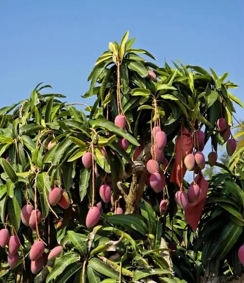 【如何辨别树上熟芒果】树上熟贵妃芒果:当果表皮从底部开始泛黄达到"