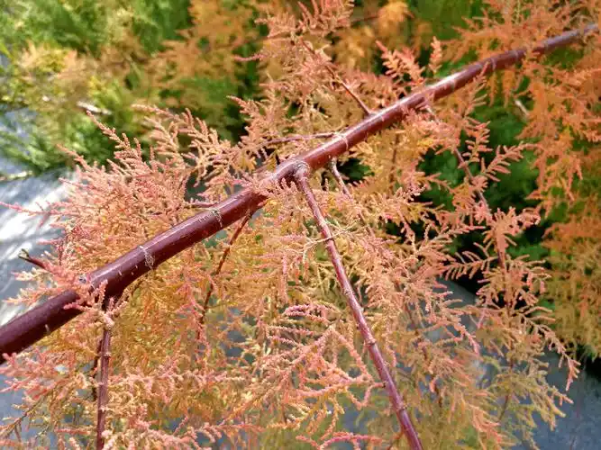 红柳树摄影人边走边拍