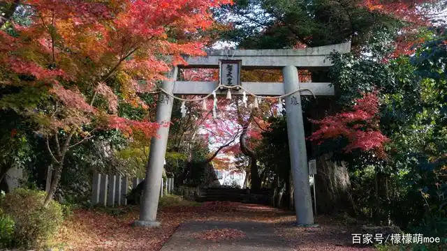 日本旅行:这4个神社不同寻常,鸟居是特色,一定要去一次