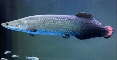 亚马逊河流里的柔情硬汉——巨骨舌鱼_霸主