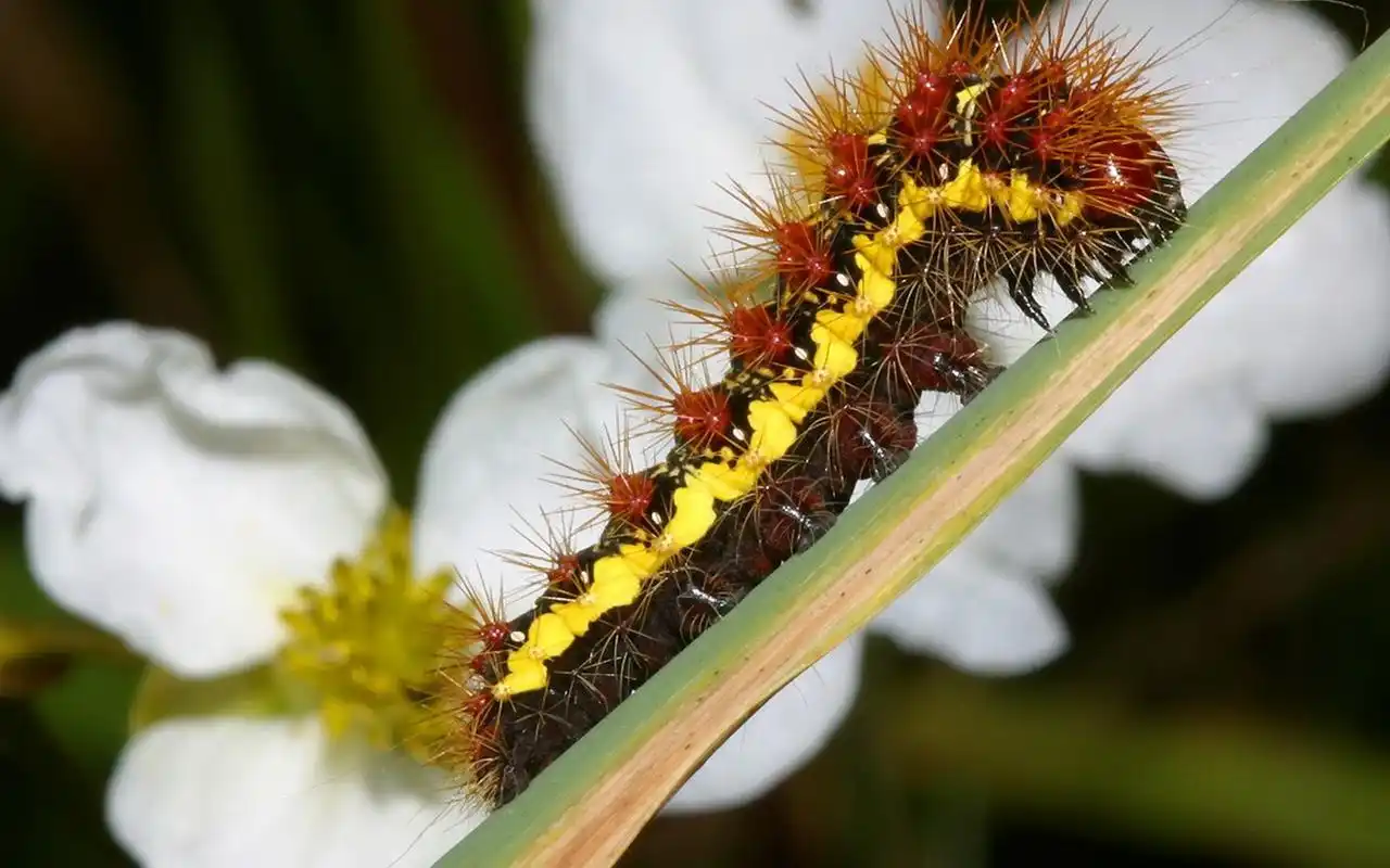 千奇百怪的虫类世界:毛毛虫壁纸精选二