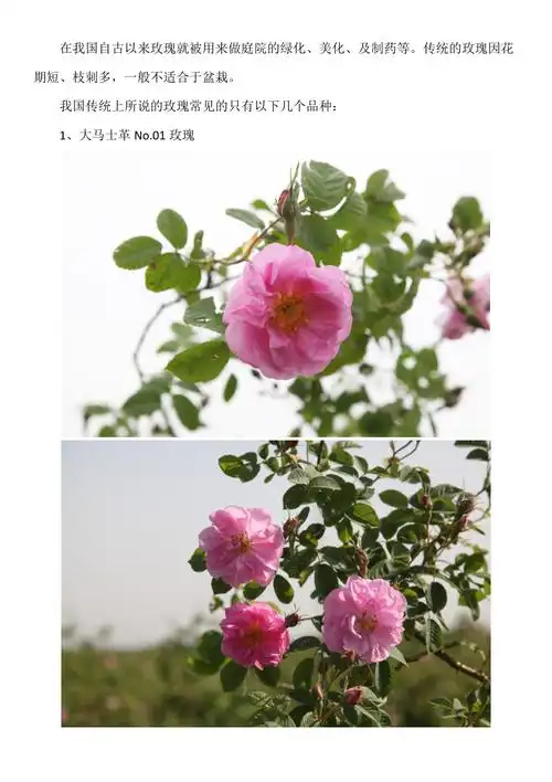 玫瑰专家告诉你玫瑰蔷薇月季之间的关系及区别图片_第2页