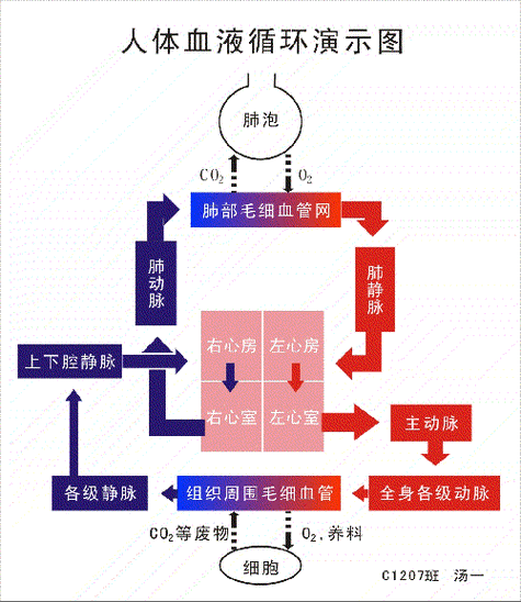 然后通过血液循环送到全身的器官和组织,不知道下面这个图是否有助于