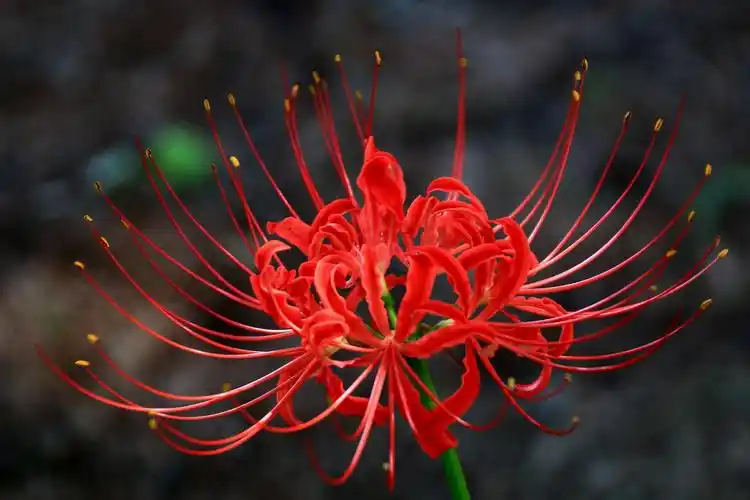 曼珠沙华和曼陀罗华的区别