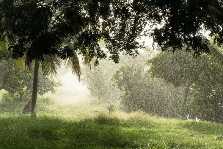 下雨中的热带雨林