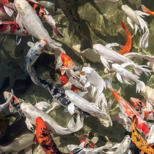 五颜六色的锦鲤在池塘里游泳白色的橙色和黑色锦鲤鱼传统