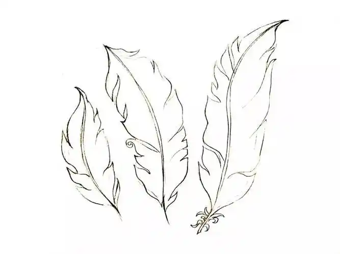 羽毛的简笔画 羽毛的简笔画怎么画