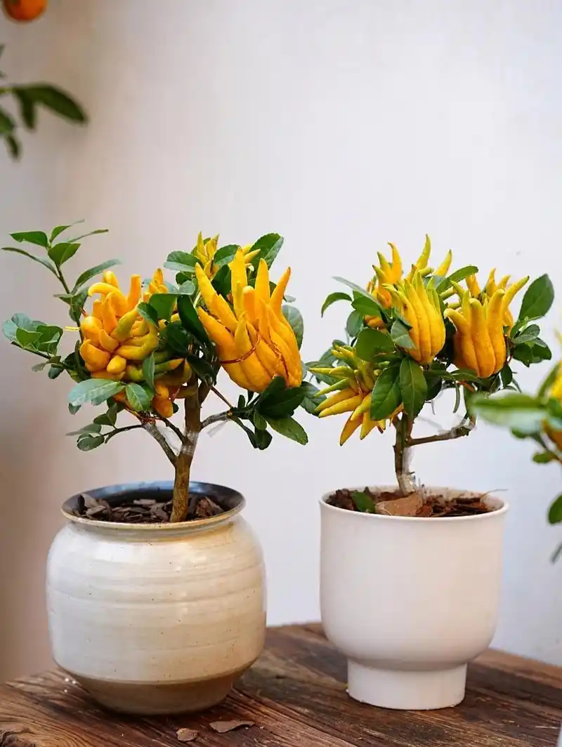 上海花店|冬日居家好伴侣小佛手盆栽上线啦 佛手:芸香科柑橘属性植物