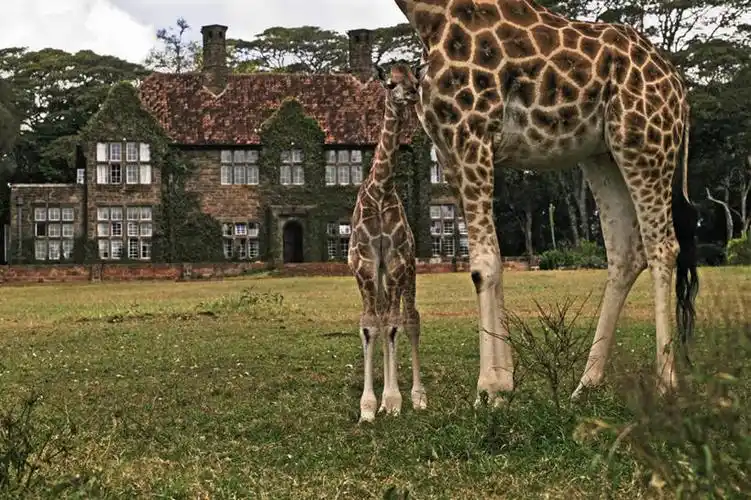 无人,家,站,横图,室外,白天,正面,旅游,度假,美景,哺乳动物,长颈鹿