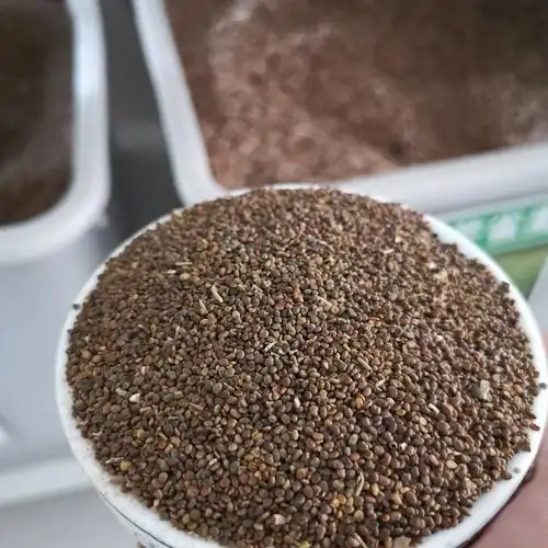 沙打旺种子多年生牧草四季果园绿肥防沙固土护坡耐寒耐旱盐碱草籽