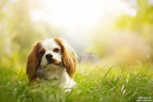 用非凡可爱狗狗的照片,分享她对摄影创作的热情_影像沙龙_影像作品区