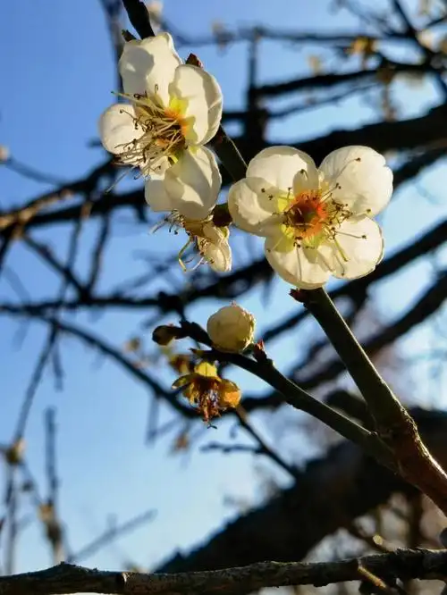 香雪赏梅