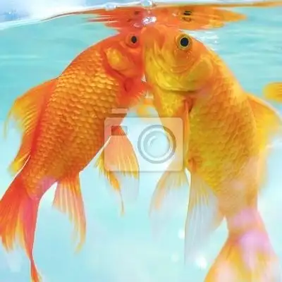 鱼缸内的两条金鱼特写图片